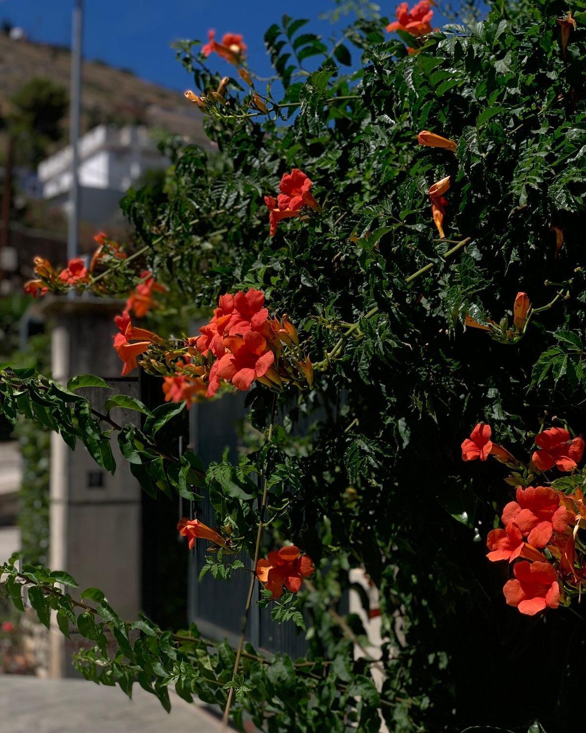 סרנדה Vila Marjana מראה חיצוני תמונה